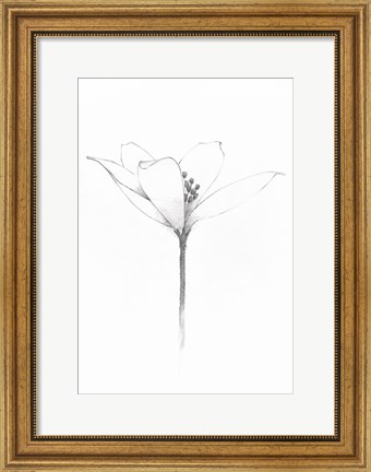Framed Pencil Floral XI Print
