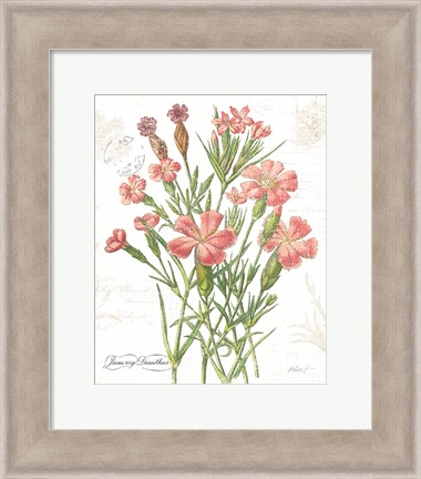 Framed January Dianthus on White Print