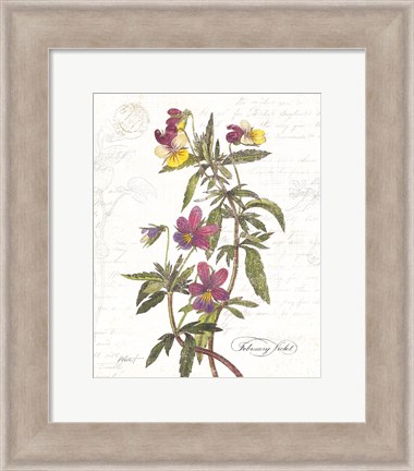 Framed February Violet on White Print