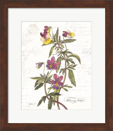 Framed February Violet on White Print