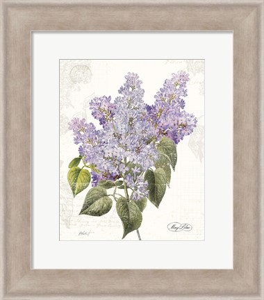 Framed May Lilac on White Print