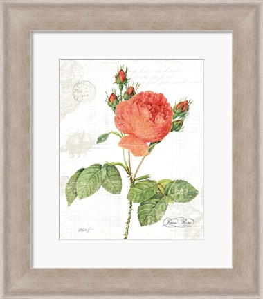 Framed June Rose on White Print