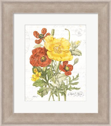 Framed August Poppy on White Print