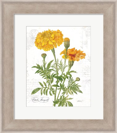 Framed October Marigold on White Print