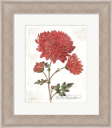 Framed November Mum on White Print