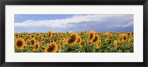 Framed Girasoli in Val D&#39;Orcia Print