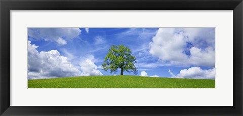 Framed Oak and clouds, Bavaria, Germany Print