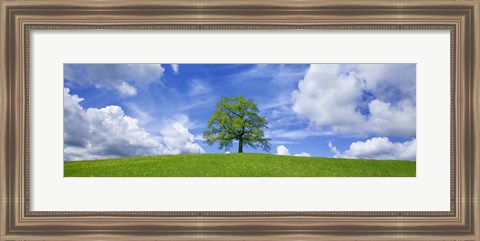 Framed Oak and clouds, Bavaria, Germany Print