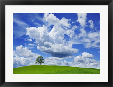 Framed Oak and clouds, Bavaria, Germany Print