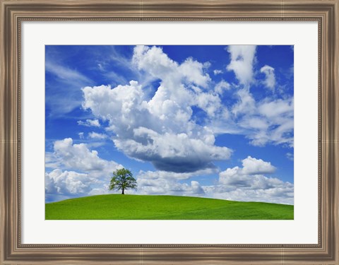 Framed Oak and clouds, Bavaria, Germany Print