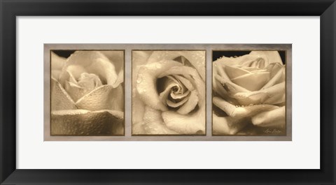 Framed Rose Trio Print