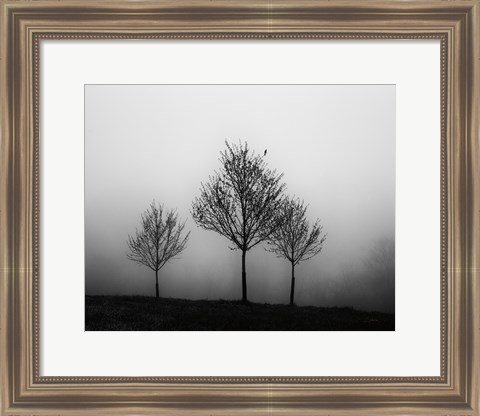 Framed In the Fog Crop Print