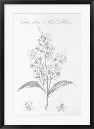 Framed Botany Book XI Print