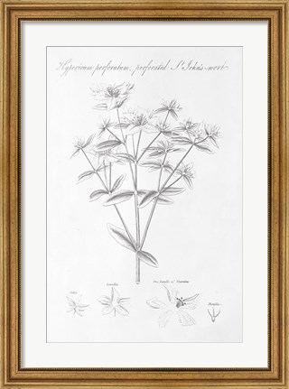 Framed Botany Book X Print
