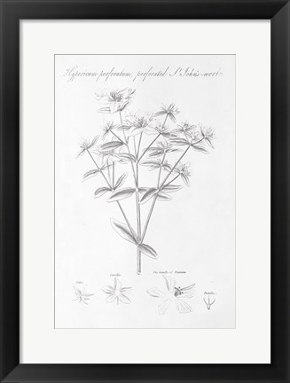 Framed Botany Book X Print