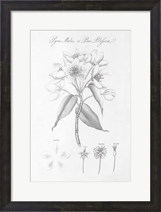 Framed Botany Book VIII Print