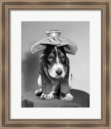 Framed Bassett Hound Dog With Ice Pack On Head Print