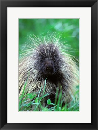 Framed North American Porcupine Erethizon Dorsatum Print