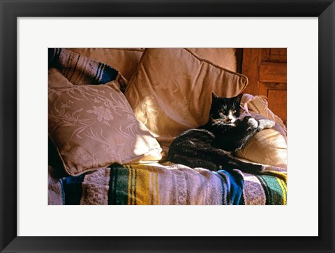 Framed Tuxedo Cat Sitting On Sofa Print