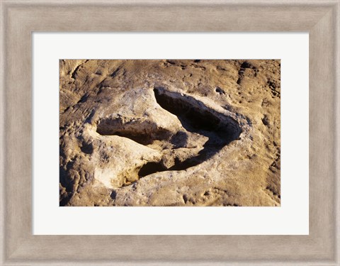 Framed 1990S Dinosaur Track Glen Rose Tx Print