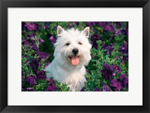 Framed West Highland Terrier Sitting In Petunias Print