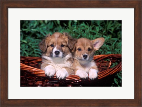 Framed Two Welsh Corgi Puppies In Basket Print