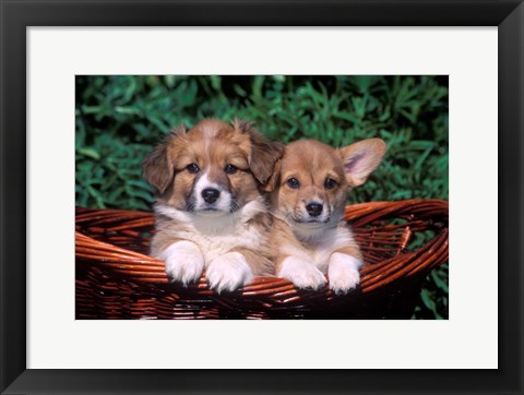 Framed Two Welsh Corgi Puppies In Basket Print