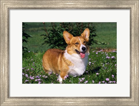 Framed Welsh Pembroke Corgi Sitting In Grass Print