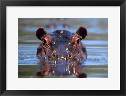 Framed Hippopotamus Amphibius Peering Out From Water Print