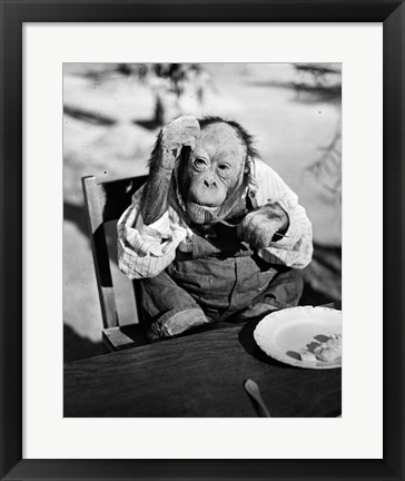 Framed 1930s Very Old Chimpanzee Print