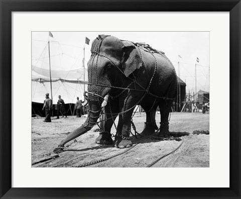 Framed 1930s Circus Elephant Draped In Chains Print