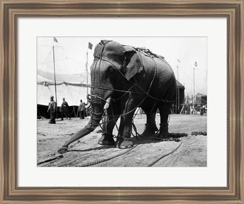 Framed 1930s Circus Elephant Draped In Chains Print