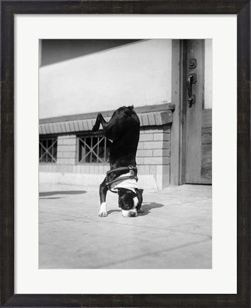 Framed 1930s Boston Terrier Performing Trick Print