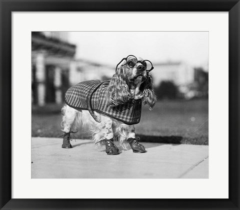 Framed 1930s Cocker Spaniel Wearing Glasses Print