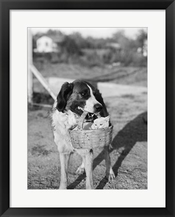 Framed 1930s Dog Holding Cat Print