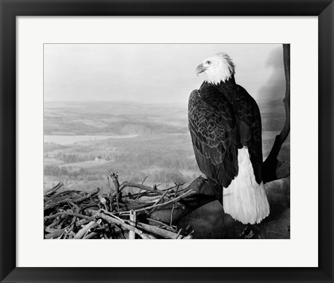 Framed Museum Setting View Of Bald Eagle Print