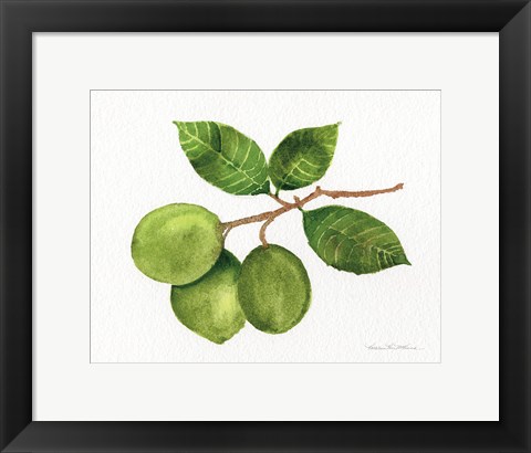 Framed Citrus Garden II Print