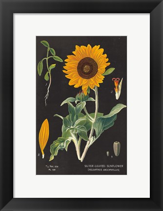 Framed Sunflower Chart Print