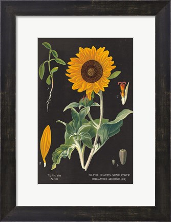 Framed Sunflower Chart Print