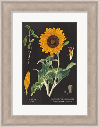 Framed Sunflower Chart Print