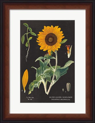 Framed Sunflower Chart Print