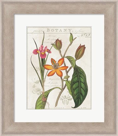 Framed Vintage Flora III Ivory Print