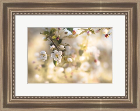 Framed Blush Blossoms I Pastel Print