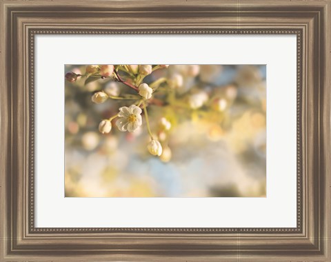 Framed Blush Blossoms II Pastel Print