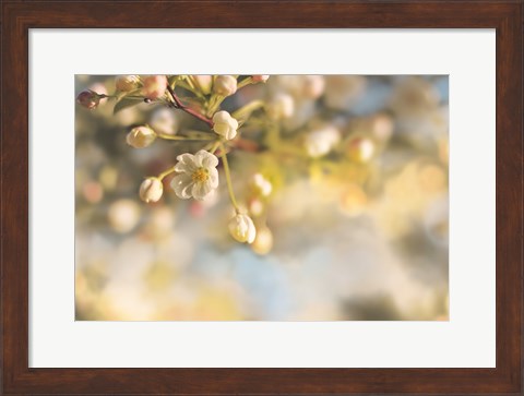 Framed Blush Blossoms II Pastel Print