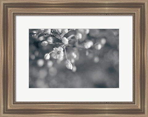 Framed Blush Blossoms II BW Print