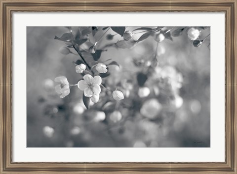 Framed Blush Blossoms I BW Print