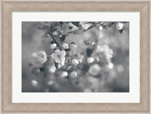 Framed Blush Blossoms I BW Print