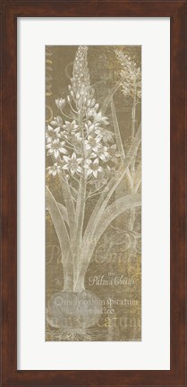 Framed Flower Lines II Print