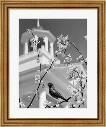 Framed 1950s Robin Perched On Blossoming Print